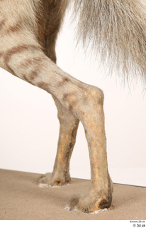 Striped Hyena Hyaena hyaena leg 0060.jpg